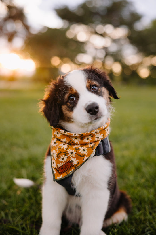 Kalina Bandana Mustard