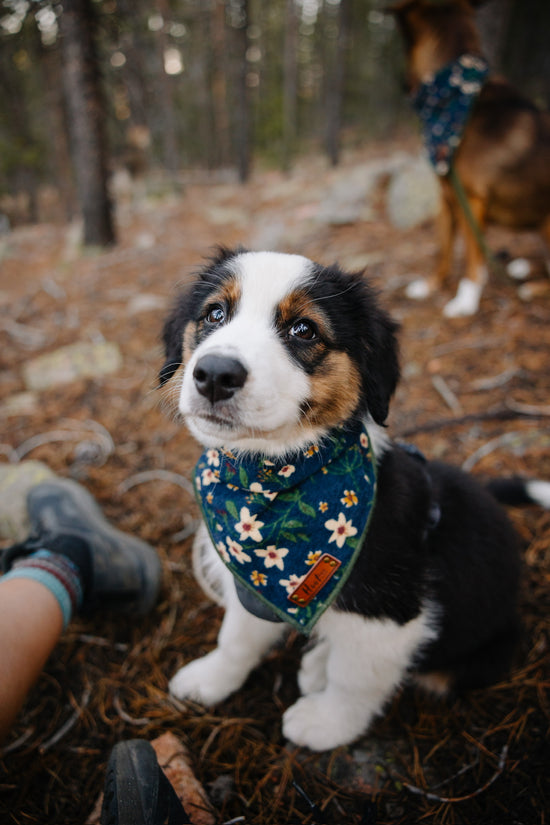 Emmi Bandana