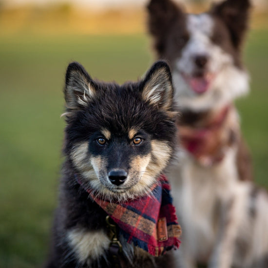 Maverick Bandana