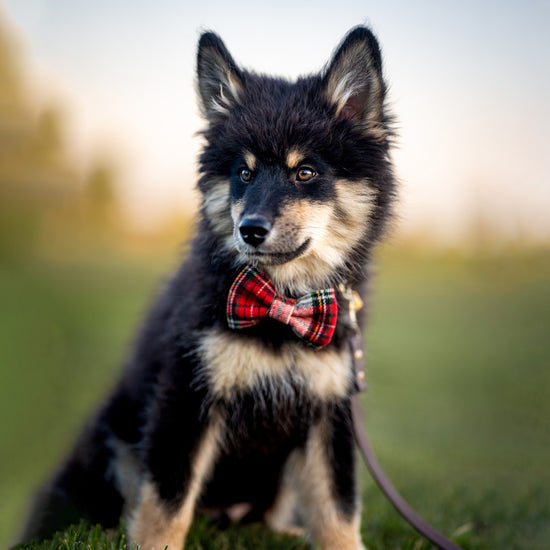 Vixen Bow Tie