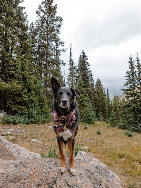 Willow Bandana