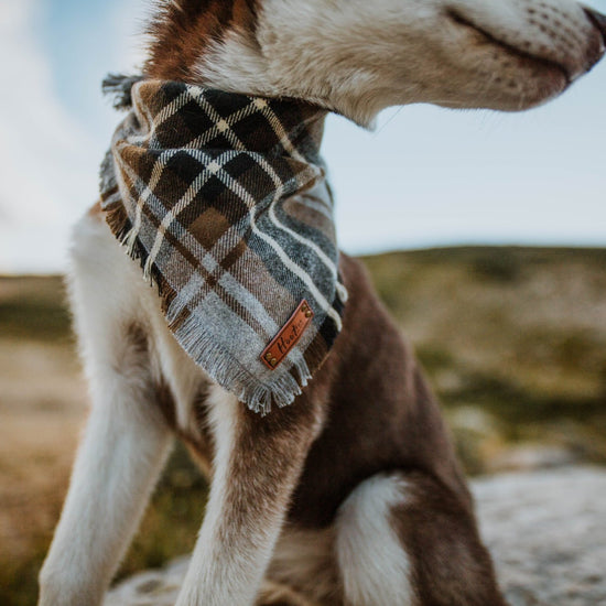 Rusty Bandana