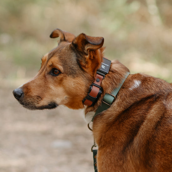 The Monarch Collar